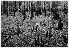Dry swamp with cypress knees in summer. Congaree National Park, South Carolina, USA. (black and white)