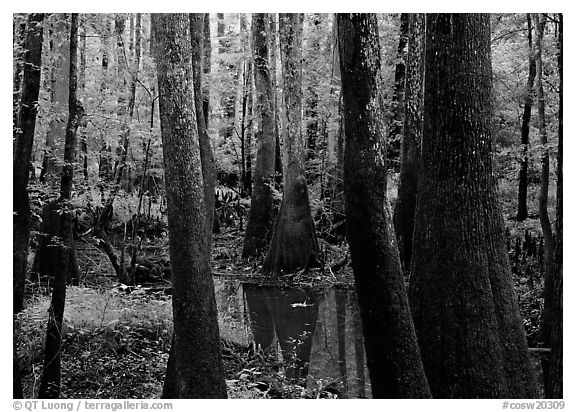 Swamp with bald Cypress and tupelo in summer. Congaree National Park (black and white)