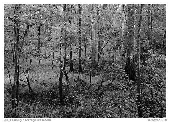 New undercanopy growth in summer. Congaree National Park (black and white)