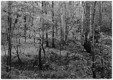 New undercanopy growth in summer. Congaree National Park, South Carolina, USA. (black and white)
