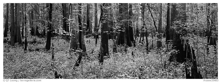 Green forest with cypress knees in summer. Congaree National Park (black and white)