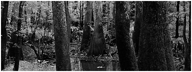 Green swamp forest in summer. Congaree National Park (Panoramic black and white)