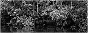 Summer green forest reflected in pond. Congaree National Park (Panoramic black and white)