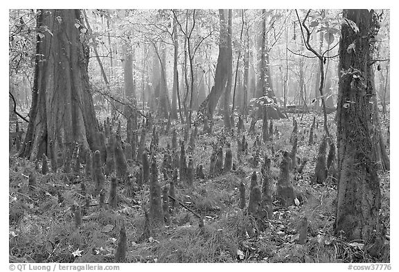 Cypress knees in misty forest. Congaree National Park (black and white)
