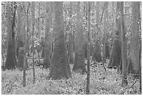 Cypress and tupelo floodplain forest in rainy weather. Congaree National Park, South Carolina, USA. (black and white)