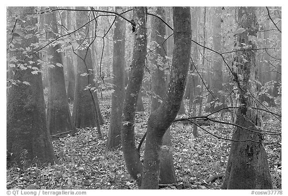 Maple in fall color growing amongst cypress and tupelo. Congaree National Park (black and white)