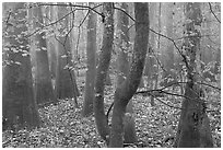 Maple in fall color growing amongst cypress and tupelo. Congaree National Park, South Carolina, USA. (black and white)