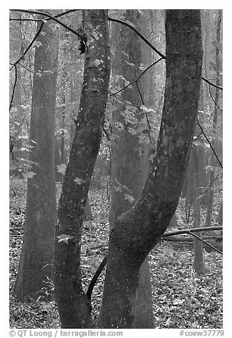 Maple leaves in fall color and floodplain trees. Congaree National Park (black and white)
