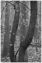 Maple leaves in fall color and floodplain trees. Congaree National Park, South Carolina, USA. (black and white)