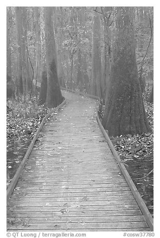 Low boardwalk in misty weather. Congaree National Park (black and white)