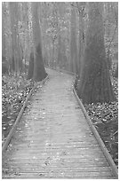 Low boardwalk in misty weather. Congaree National Park, South Carolina, USA. (black and white)