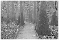 Boardwalk snaking between giant cypress trees in misty weather. Congaree National Park, South Carolina, USA. (black and white)