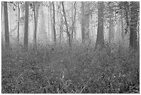Bamboo and forest in fog. Congaree National Park ( black and white)