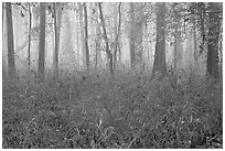 Bamboo and forest in fog. Congaree National Park, South Carolina, USA. (black and white)