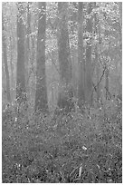 Bamboo and floodplain trees in fall color. Congaree National Park, South Carolina, USA. (black and white)