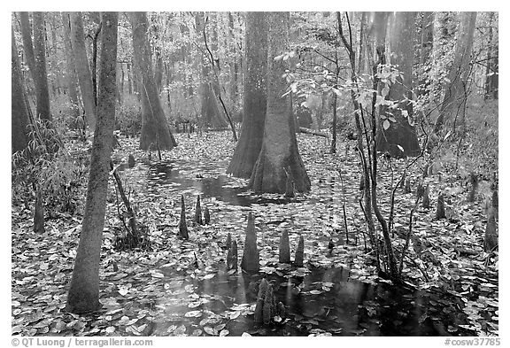 Cypress and knees in slough with fallen leaves. Congaree National Park (black and white)