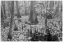 Cypress and knees in slough with fallen leaves. Congaree National Park, South Carolina, USA. (black and white)