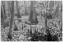 Cypress and knees in slough with fallen leaves. Congaree National Park, South Carolina, USA. (black and white)