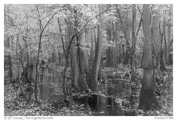 Flooded forest with fall color. Congaree National Park (black and white)