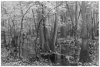 Flooded forest with fall color. Congaree National Park, South Carolina, USA. (black and white)