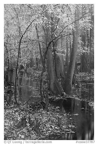 Trees with fall color in slough. Congaree National Park, South Carolina, USA.