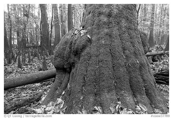 Base of giant bald cypress tree with burl. Congaree National Park (black and white)