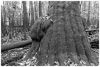 Base of giant bald cypress tree with burl. Congaree National Park ( black and white)