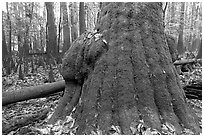 Base of giant bald cypress tree with burl. Congaree National Park, South Carolina, USA. (black and white)