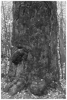 Base of giant loblolly pine tree. Congaree National Park, South Carolina, USA. (black and white)