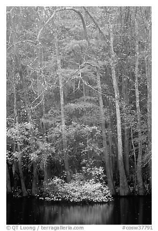 Fall colors at the edge of Weston Lake. Congaree National Park (black and white)