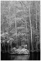 Fall colors at the edge of Weston Lake. Congaree National Park ( black and white)
