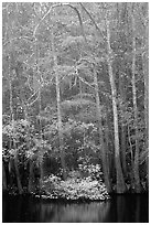 Fall colors at the edge of Weston Lake. Congaree National Park, South Carolina, USA. (black and white)