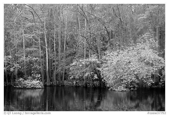 Cypress trees and autumn colors, Weston Lake. Congaree National Park, South Carolina, USA.