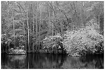 Cypress trees and autumn colors, Weston Lake. Congaree National Park, South Carolina, USA. (black and white)