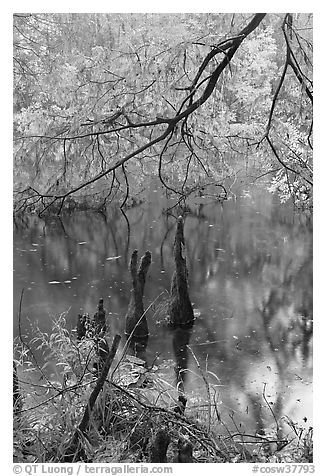 Branch of cypress in fall color overhanging above Weston Lake. Congaree National Park (black and white)