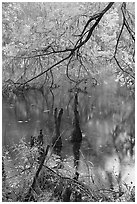 Branch of cypress in fall color overhanging above Weston Lake. Congaree National Park, South Carolina, USA. (black and white)