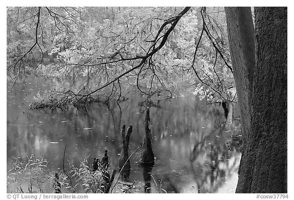 Bald cypress and branch with needles in fall color at edge of Weston Lake. Congaree National Park, South Carolina, USA.