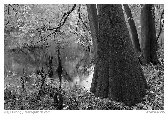 Bald cypress in fall color at edge of Weston Lake. Congaree National Park (black and white)