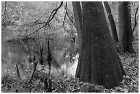 Bald cypress in fall color at edge of Weston Lake. Congaree National Park, South Carolina, USA. (black and white)