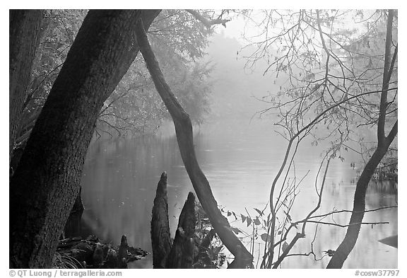 Weston Lake and fog. Congaree National Park, South Carolina, USA.