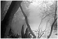 Weston Lake and fog. Congaree National Park, South Carolina, USA. (black and white)