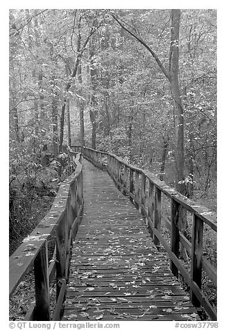 High boardwalk with fallen leaves. Congaree National Park, South Carolina, USA.