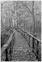 High boardwalk with fallen leaves. Congaree National Park, South Carolina, USA. (black and white)