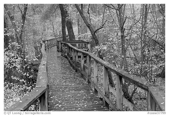 High boardwalk in deciduous forest with fallen leaves. Congaree National Park (black and white)
