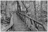 High boardwalk in deciduous forest with fallen leaves. Congaree National Park, South Carolina, USA. (black and white)