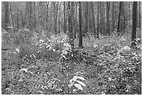 Undergrowth in pine forest. Congaree National Park ( black and white)
