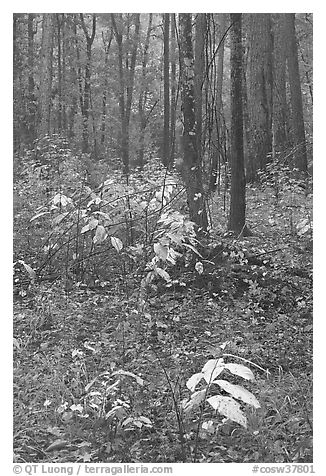 Fall colors on undergrowth in pine forest. Congaree National Park (black and white)