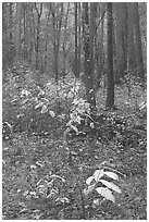 Fall colors on undergrowth in pine forest. Congaree National Park, South Carolina, USA. (black and white)