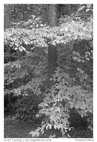 Pine trunk and undergrowth leaves in fall color. Congaree National Park (black and white)