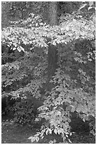 Pine trunk and undergrowth leaves in fall color. Congaree National Park, South Carolina, USA. (black and white)